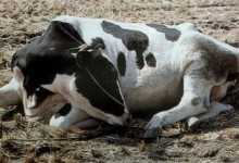 肉牛养殖常见的寄生虫症状及防治方法