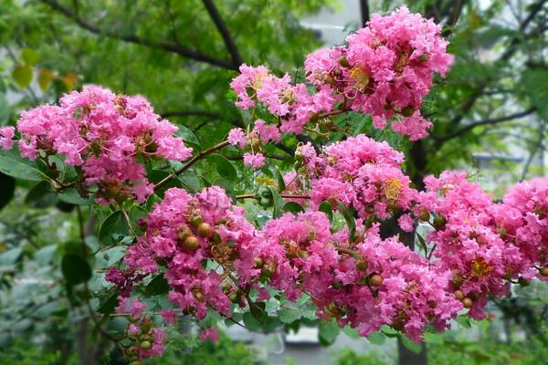 夏天有什么花开 夏季有哪些花卉植物