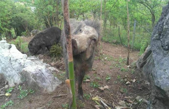 野猪 养殖 管理要点