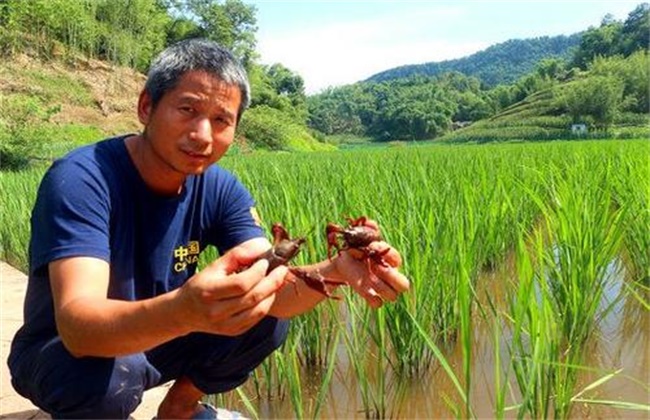 高温季节稻虾共养注意事项