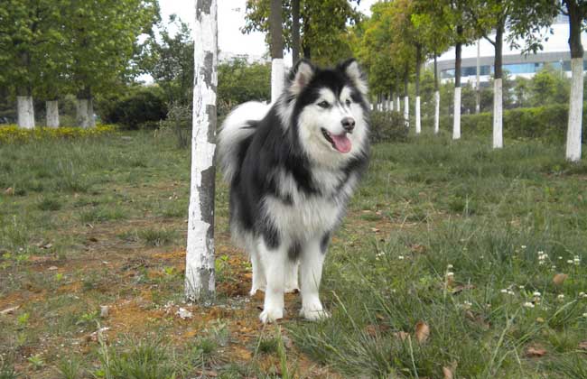 阿拉斯加雪橇犬怎么养