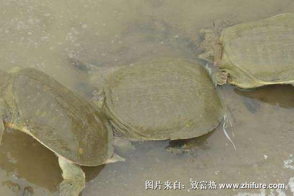 甲鱼的饲料及种类 