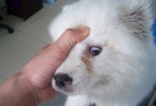 犬瘟热初期症状有哪些?