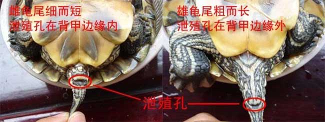 巴西彩龟怎么分辨公母图片
