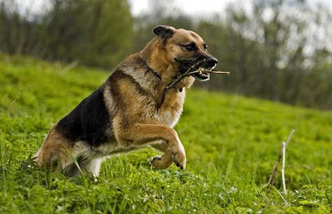 德国牧羊犬智商高吗