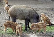 如何为野猪选择优良饲料?