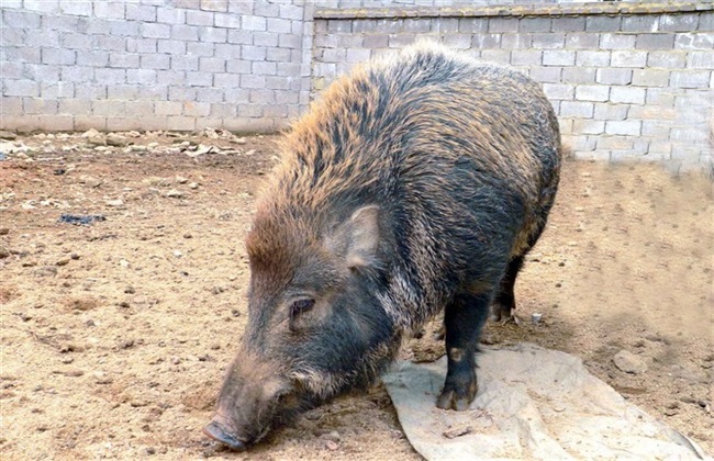 特种野猪 养殖 技术