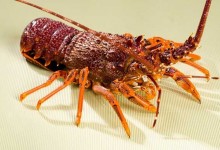 龙虾的生物特征