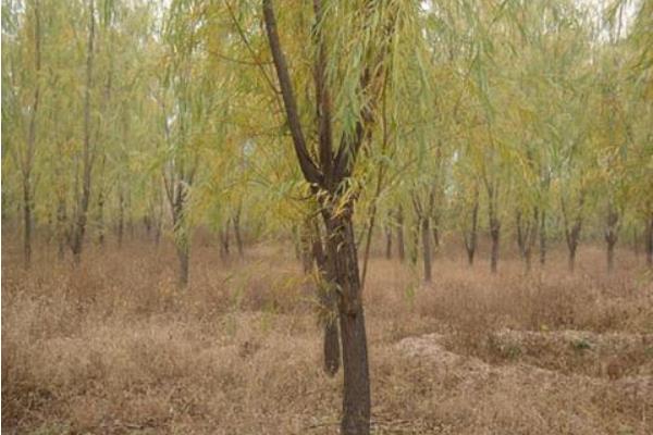 梦见柳树是什么意思女人梦到柳树被砍了有什么预兆