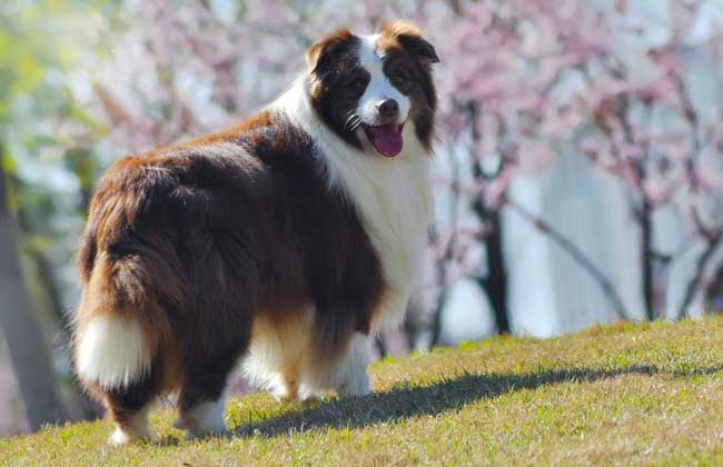 边境牧羊犬吃什么狗粮