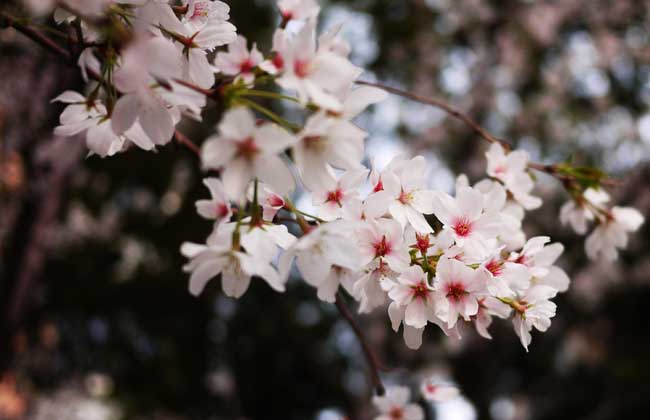 櫻花樹長什麼樣子