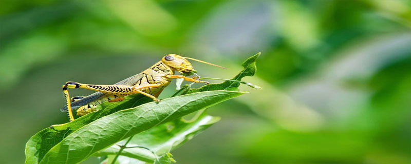 蝗虫的运动方式有哪些