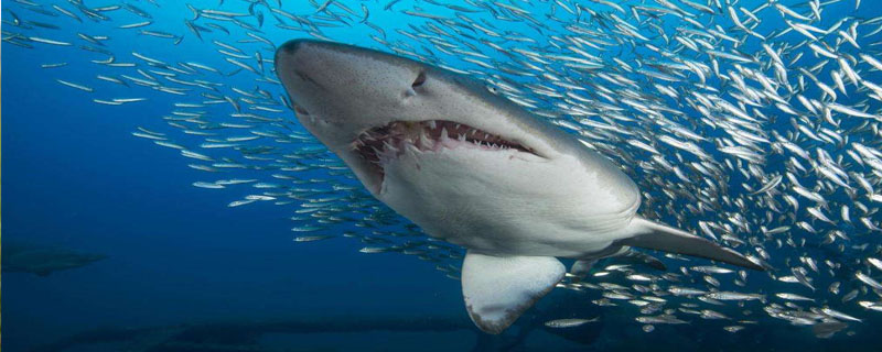 虎鲨是哺乳动物吗