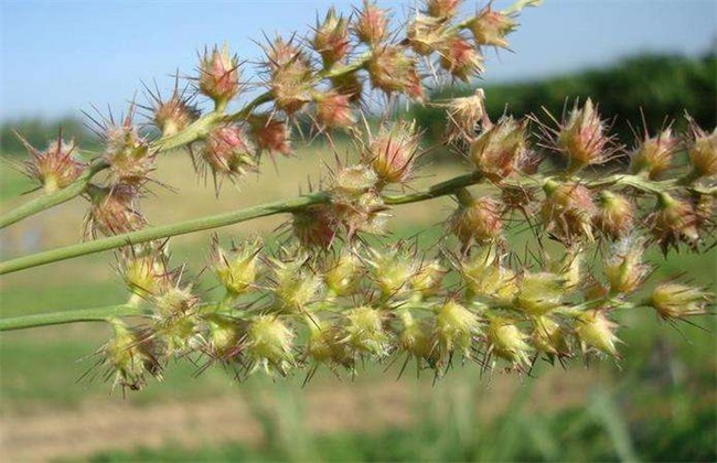 蒺藜种植技术 蒺藜种植 蒺藜