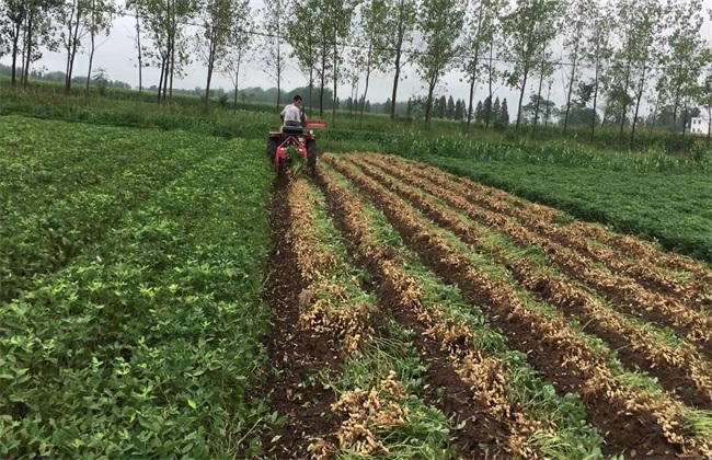 花生成熟时间 花生成熟标志