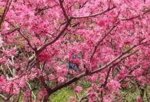 桃树花芽分化时间？