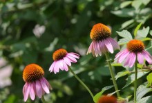 松果菊种子价格及种植方法