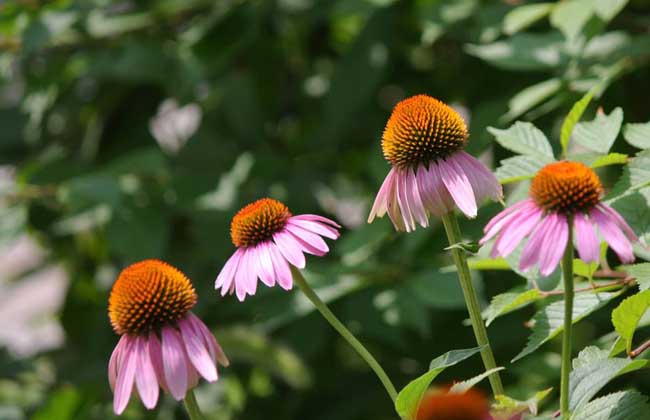 松果菊