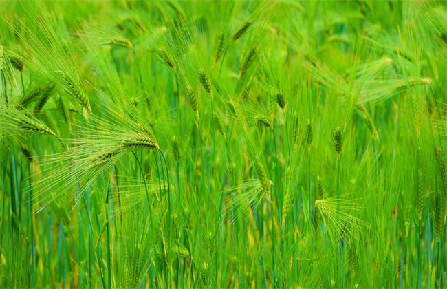 青稞 种植 技术