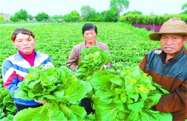 娃娃菜不包心的原因及应对措施