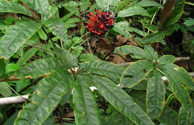 竹节参的种植技术