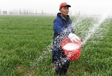 种小麦如何施磷肥