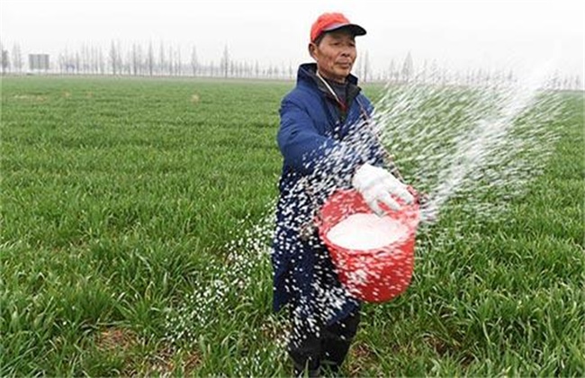 种小麦 如何施磷肥