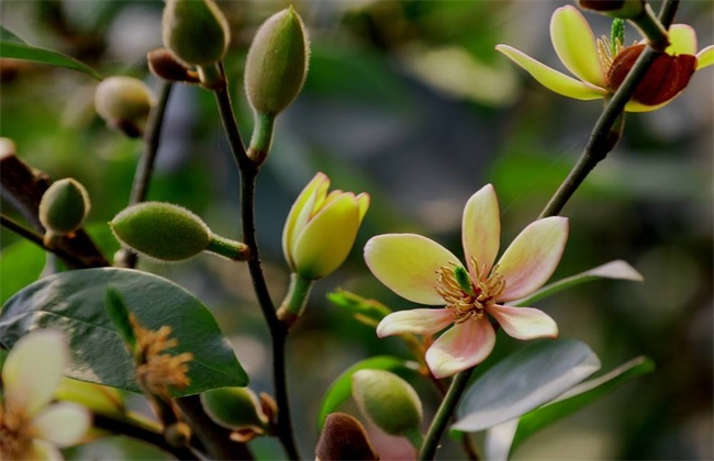 含笑花干枯原因及解决方法