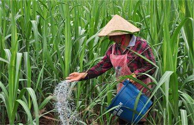 甘蔗 管理要点 拔节期