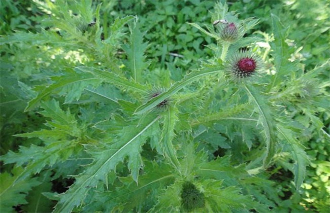 刺兒菜怎麼種