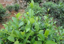 茶树栽植的茶籽直播和茶苗移栽技术