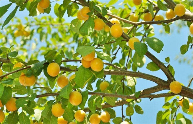 杏树的特点图片