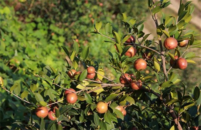 油茶树 管理 方法