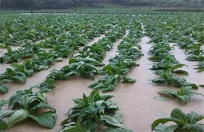 暴雨后 蔬菜 怎么管理