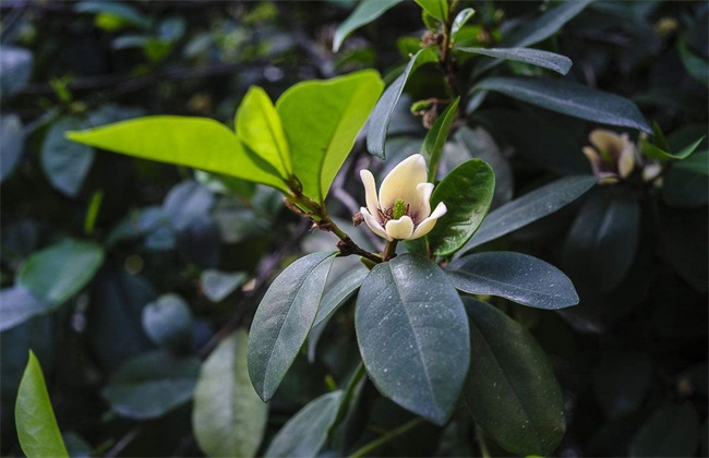 含笑花干枯原因及解决方法