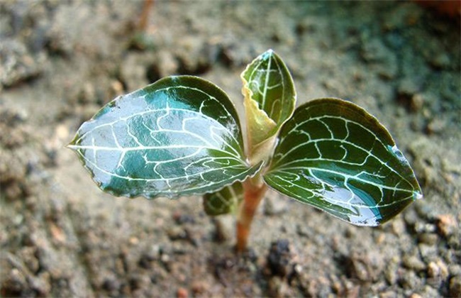 金线莲种植环境要求