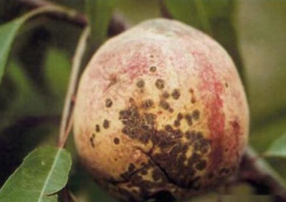 桃树褐腐病防治方法