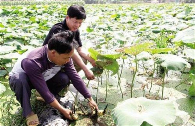 莲藕定植不发棵原因