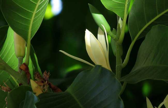 白兰花种子价格