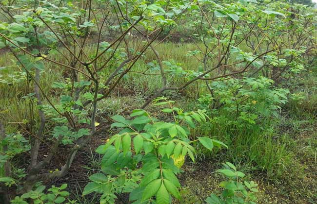 吴茱萸种植技术