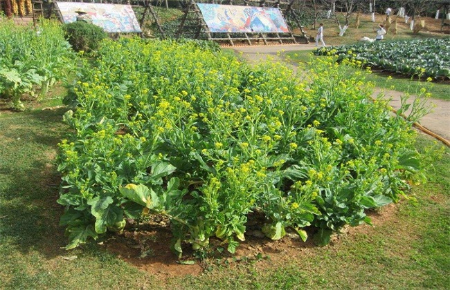 榨菜 高产 种植技术