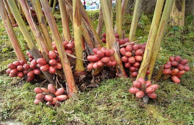 草果 方法 种植