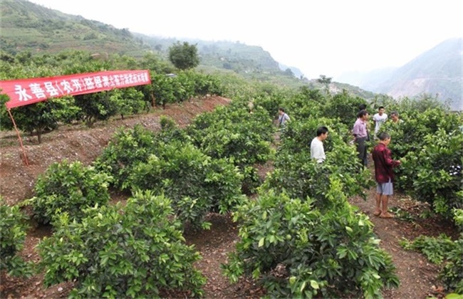 橙子树的施肥技术