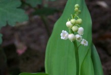 铃兰的花语和传说