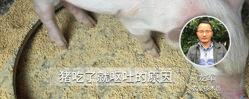 猪吃了就呕吐的原因