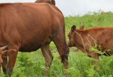 肉牛围栏散养技术？