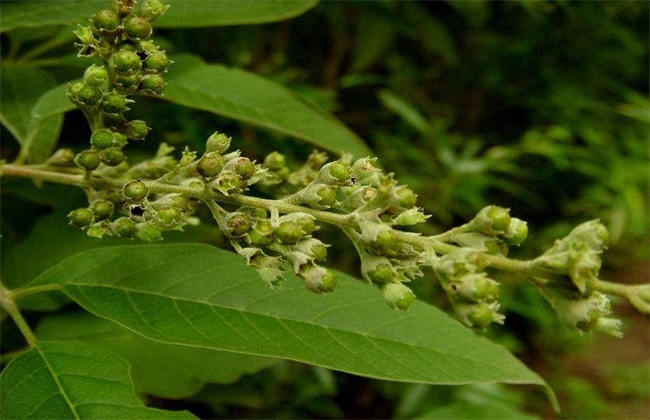 蔓荆子 繁殖 方法