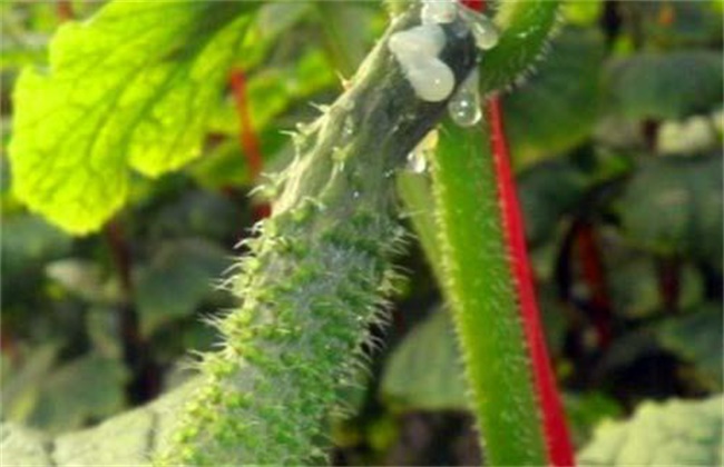 大棚蔬菜主要虫害的防治技术