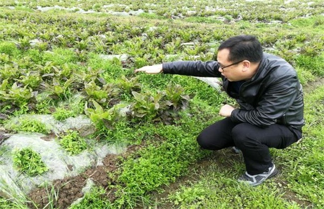 越冬莴苣种植技巧