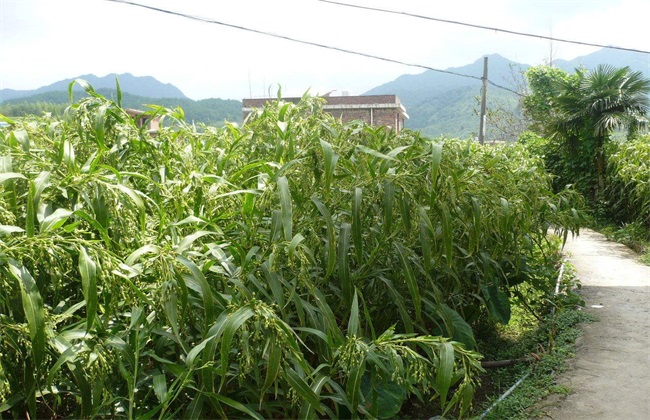 薏米 田间管理 技术